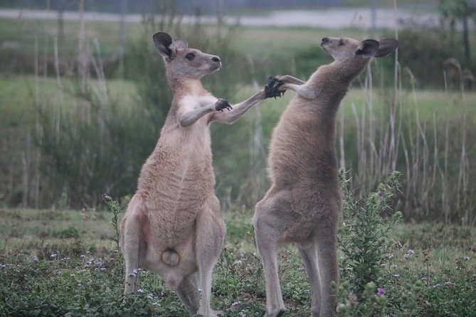 Kangaroos & Koalas in the Wild - Private Nature Experience - The Gold Coast wetland walk: kangaroos grazing and bird action
