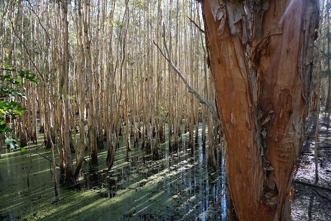 Kangaroos & Koalas in the Wild - Private Nature Experience - Looking for koalas in eucalyptus: patience pays off