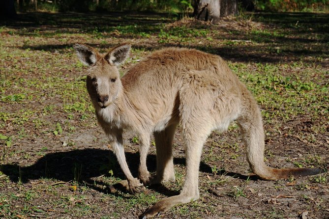 Kangaroos & Koalas in the Wild - Private Nature Experience - The guide experience: what friendly local hosting changes