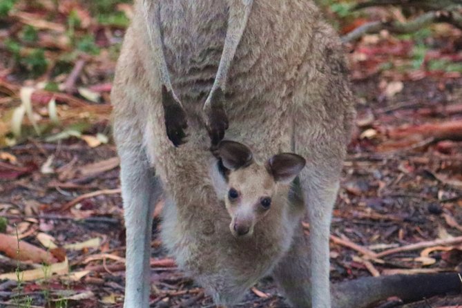 Kangaroos & Koalas in the Wild - Private Nature Experience - Who should book this tour, and who might want a different style