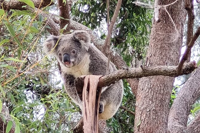 Kangaroos & Koalas in the Wild - Private Nature Experience - Price for up to 7: value math that actually matters