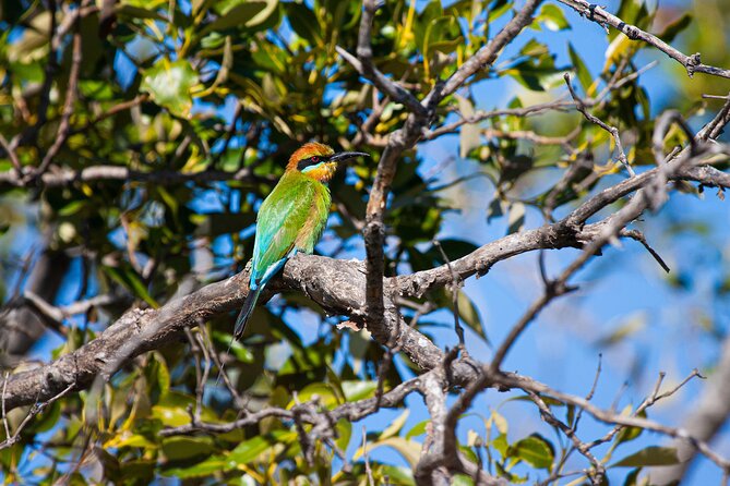 Kangaroos, mangroves and the ocean - A wild-coast day that actually feels unhurried