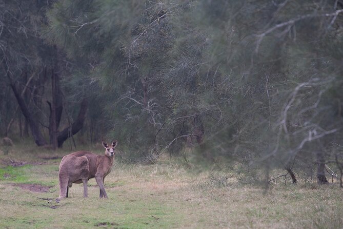 Kangaroos, mangroves and the ocean - Meeting time, duration, and why the 8:00am start helps