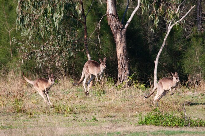 Kangaroos, mangroves and the ocean - Kangaroo mob moments: what you’re really looking for