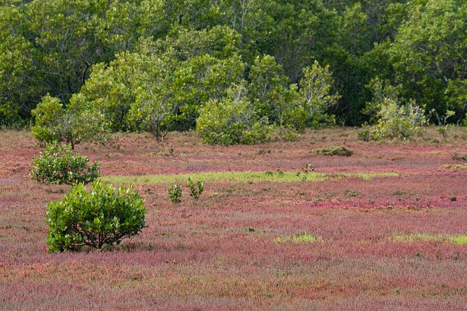 Kangaroos, mangroves and the ocean - Mangrove lookouts and bird hides: calm viewing, better photos