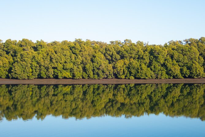 Kangaroos, mangroves and the ocean - Osprey House Environmental Centre: why it matters on a wildlife day