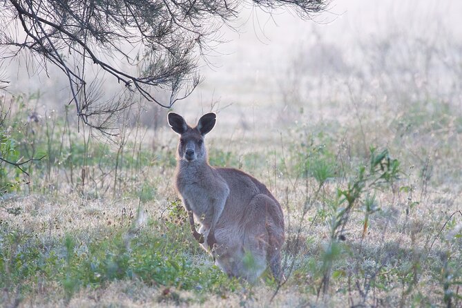 Kangaroos, mangroves and the ocean - The HMQS Gayundah shipwreck: a dramatic, memorable stop
