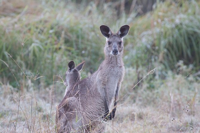 Kangaroos, mangroves and the ocean - What’s included (and what you should bring)