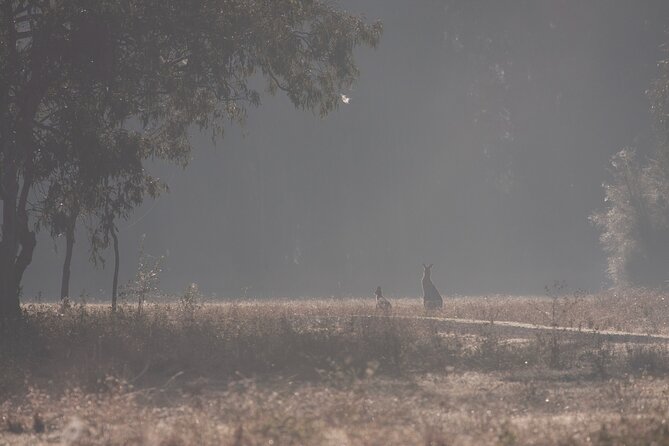 Kangaroos, mangroves and the ocean - Private group touring (up to four people) makes spotting easier