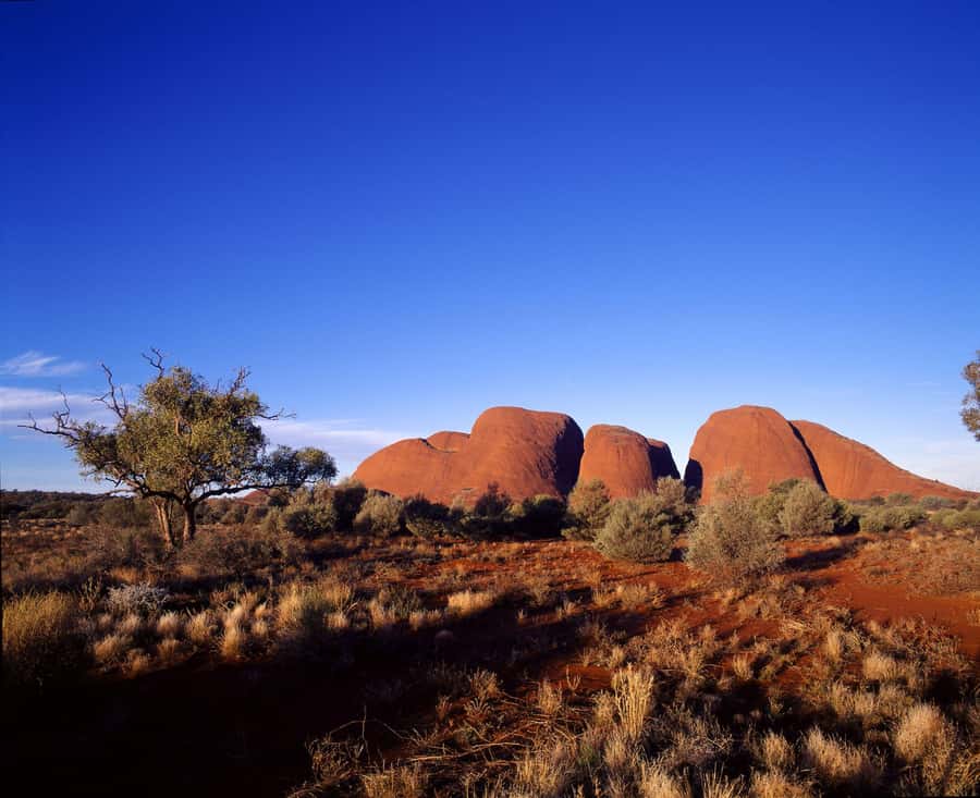 Kata Tjuta Private Guided Sunrise Tour - Why Kata Tjuta Sunrise Hits Different Than a Normal Desert Stop