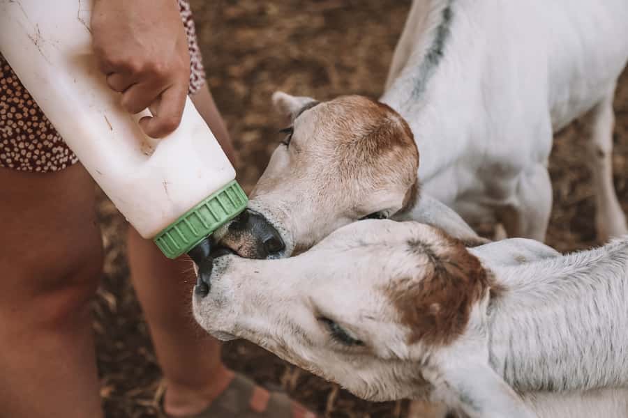 Katherine: Authentic Outback Show and Live Music - Animal time after the show: feeding, greetings, and calm moments
