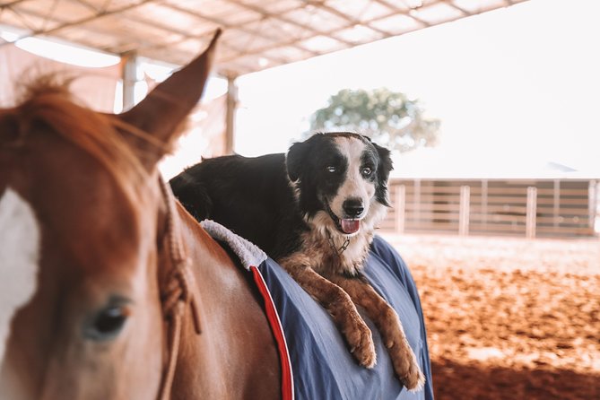 Katherine Outback Experience Show Ticket - Comfort details you’ll notice more than you expect
