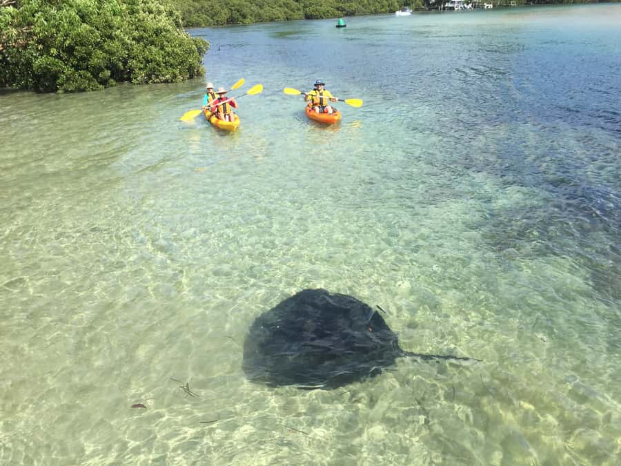 Kayak Hire Batemans Bay - Kayak the Tomaga River from Mossy Point for real wildlife time
