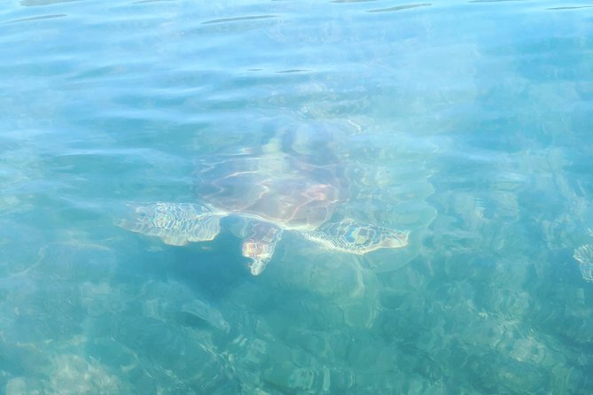 Kayak Turtle Tour from Palm Cove - Beach Break, Swimming, and Snorkeling Without the Stress