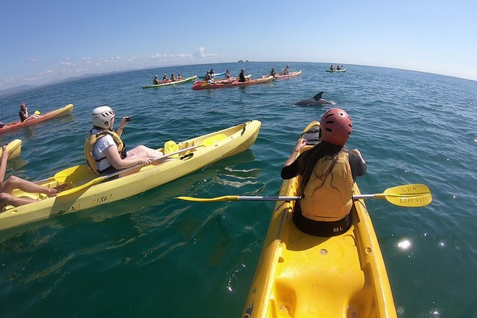 Kayaking with Dolphins in Byron Bay Guided Tour - Key tour takeaways
