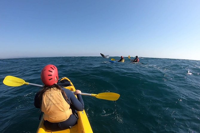 Kayaking with Dolphins in Byron Bay Guided Tour - Wildlife odds: dolphins first, plus turtles and humpback whales (seasonal)