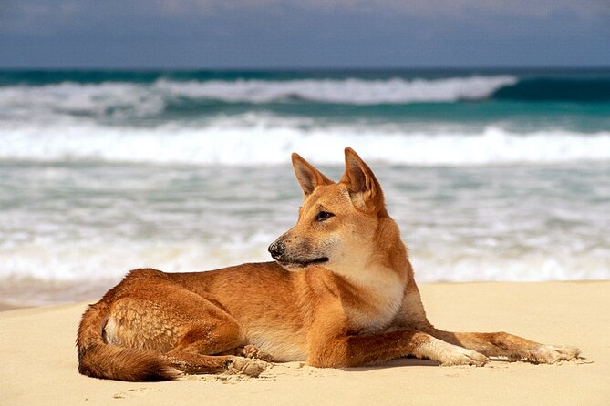K'gari (Fraser Island) Small Group Day Tour - From Rainbow Beach - What to pack for a smoother K’gari day