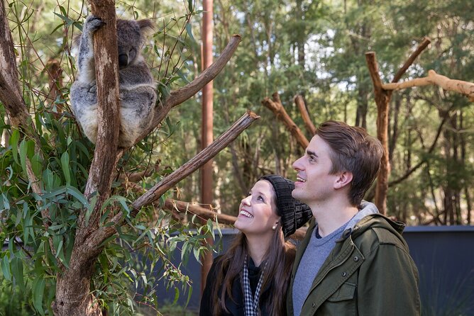 Koala Experience at Healesville Sanctuary - excl. entry - Key highlights you shouldn’t miss