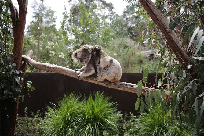 Koala Experience at Healesville Sanctuary - excl. entry - What the Koala Experience Includes at Healesville Sanctuary