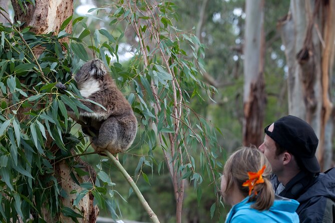 Koala Experience at Healesville Sanctuary - excl. entry - Value for $27.97: When It Feels Worth It