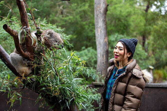 Koala Experience at Healesville Sanctuary - excl. entry - Who Should Book This Koala Slot (and who might not)