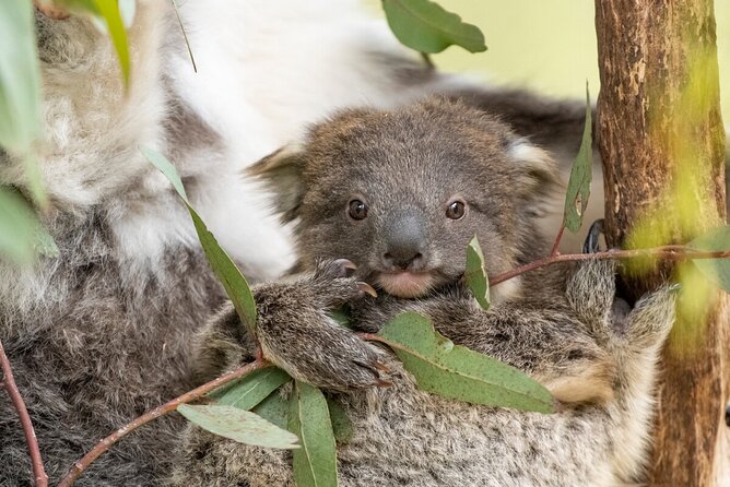 Koala Experience at Healesville Sanctuary - excl. entry - FAQ