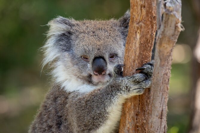 Koala Experience at Healesville Sanctuary - excl. entry - Behind the Gate Viewing: How the 10-Minute Moment Works