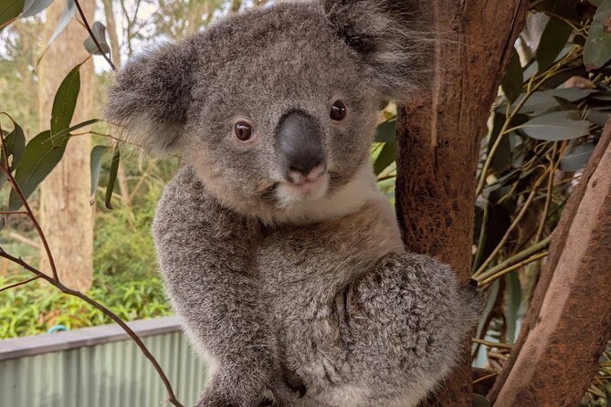 Koala & Kangaroos Experience, Waterfalls and Scenic Train Journey - The Drive Over Sydney’s Icons: Harbour Bridge and the Road into the Central Coast