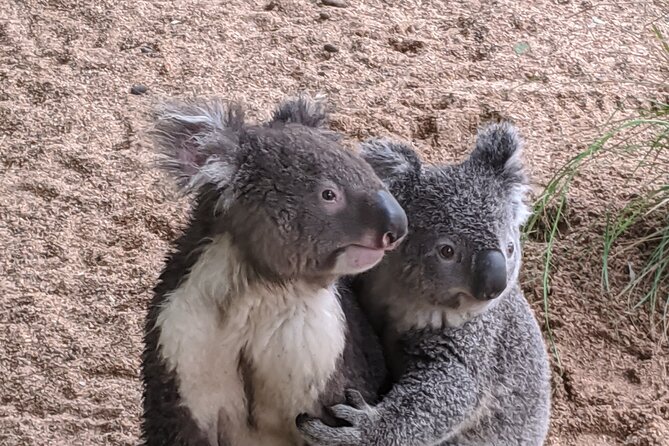 Koala & Kangaroos Experience, Waterfalls and Scenic Train Journey - Brisbane Water National Park Waterfalls: Short Walks, Real Forest Feel
