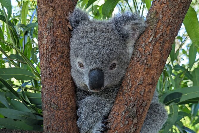 Koala & Kangaroos Experience, Waterfalls and Scenic Train Journey - Australian Reptile Park: Your Up-Close Koala and Kangaroo Time