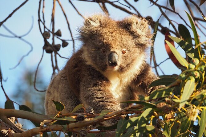Koala Walking Tour in Kangaroo Island - Koala Walking Tour in Kangaroo Island: key highlights you’ll care about