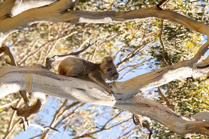 Koala Walking Tour in Kangaroo Island - Stop-by-stop: Little Sahara and how the dunes fit in