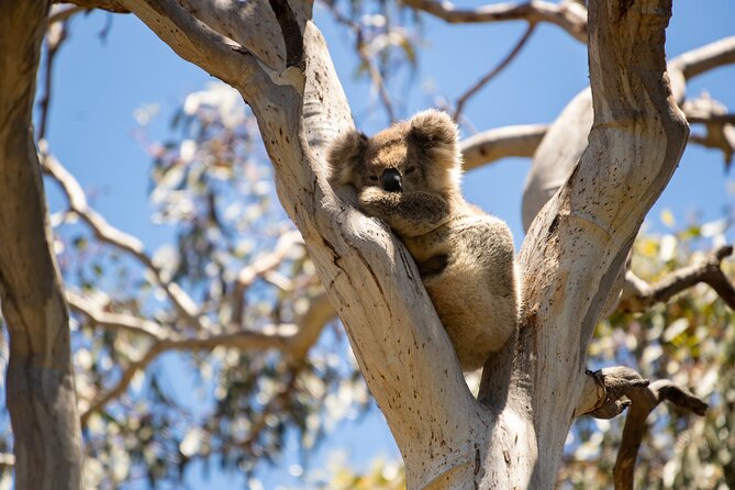 Koala Walking Tour in Kangaroo Island - Guides matter: what the best moments have in common