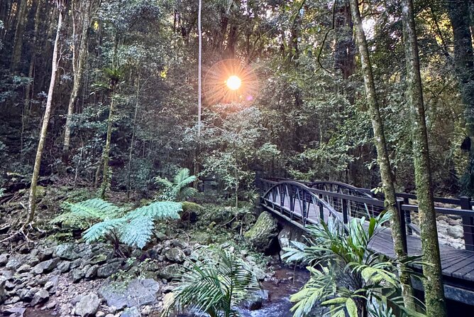 Koalas, 6 Springbrook Waterfalls and Natural Bridge Day Tour - Twin Falls: the 2 km circuit where your feet actually work