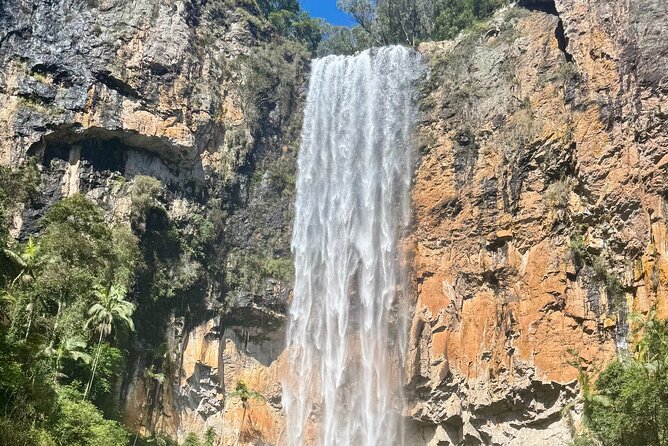 Koalas, 6 Springbrook Waterfalls and Natural Bridge Day Tour - Coombabah Lake Conservation Area: your best wildlife warm-up