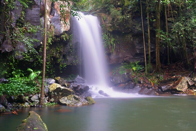 Koalas, Glow Worms & Kangaroos - Nature & Rainforest Walk - Quick Highlights You’ll Care About