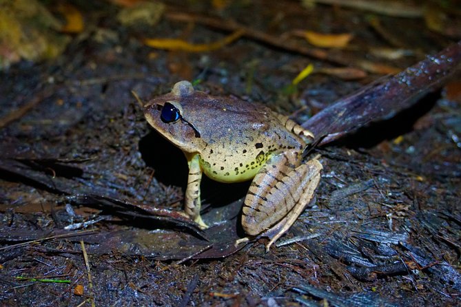 Koalas, Glow Worms & Kangaroos - Nature & Rainforest Walk - Finding Kangaroos and Koalas Before the Glow Worms