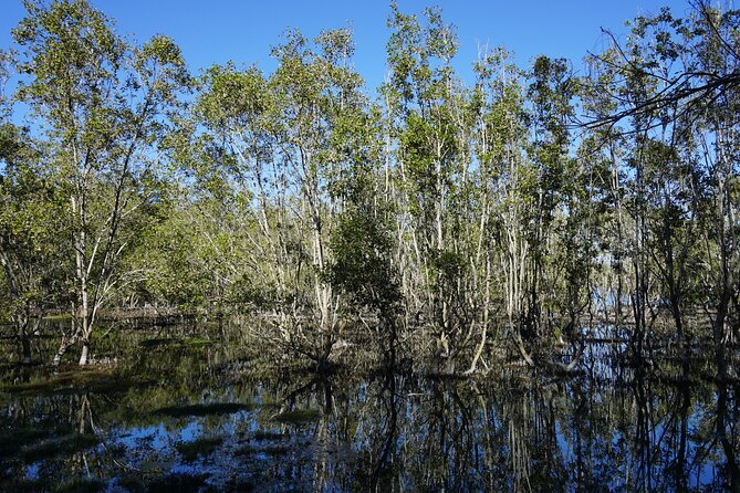 Koalas, Glow Worms & Kangaroos - Nature & Rainforest Walk - Gold Coast Wildlife Walk and the After-Dark Rainforest Switch