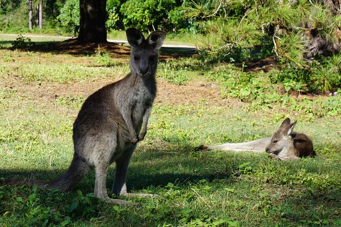 Koalas, Glow Worms & Kangaroos - Nature & Rainforest Walk - What the Small Group Limit Really Changes