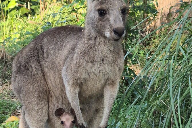 Koalas, Glow Worms & Kangaroos - Nature & Rainforest Walk - Weather, Night Eyes, and How to Set Yourself Up