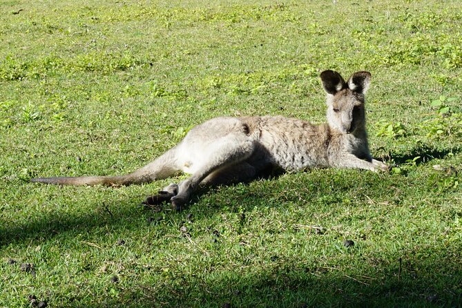 Koalas, Glow Worms & Kangaroos - Nature & Rainforest Walk - Who This Tour Fits Best