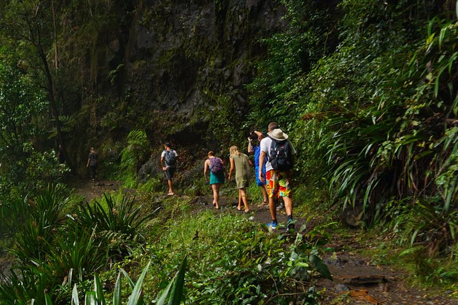 Koalas, Glow Worms & Kangaroos - Nature & Rainforest Walk - Tamborine National Park at Dusk: Why Glow Worms Feel Different Here