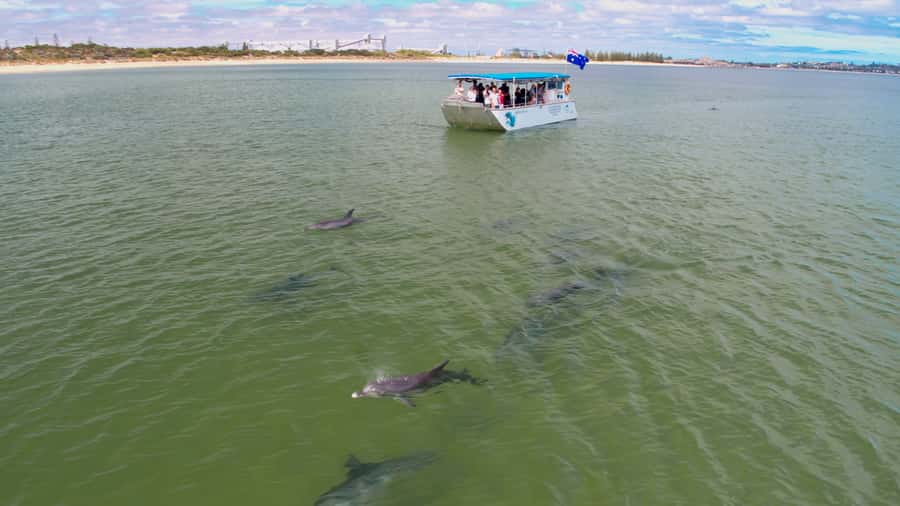Koombana Bay: Dolphin Eco Cruise - Key Highlights Worth Your Time
