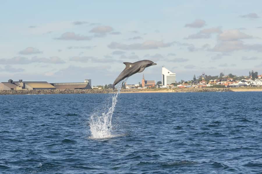 Koombana Bay: Dolphin Eco Cruise - Koombana Bay Dolphin Eco Cruise: the practical pitch