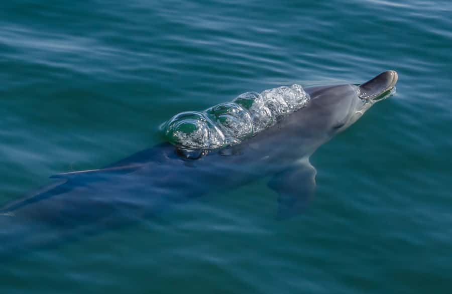 Koombana Bay: Dolphin Eco Cruise - Check-In at the Dolphin Discovery Centre (and Why Arrival Time Helps)