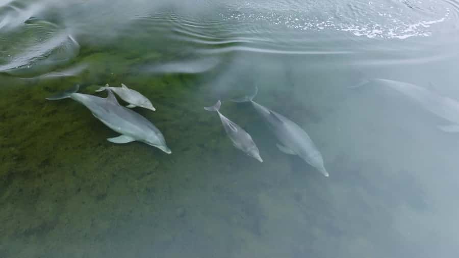 Koombana Bay: Dolphin Eco Cruise - The Skipper’s Commentary: From Spotting to Understanding