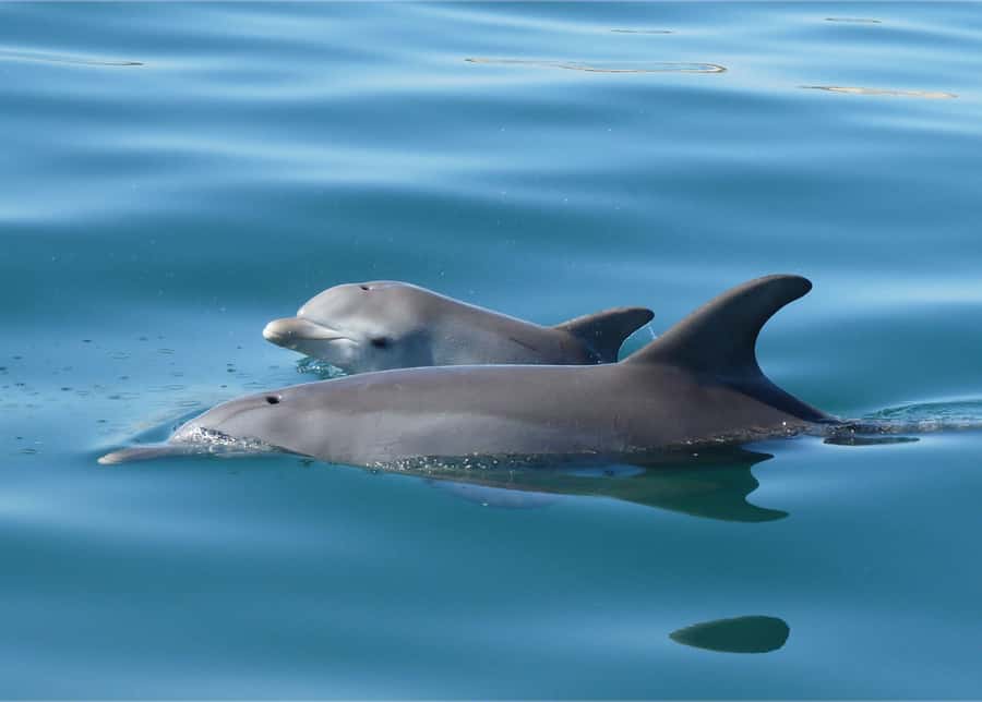 Koombana Bay: Dolphin Eco Cruise - Weather, Comfort, and Safety: How to Prepare