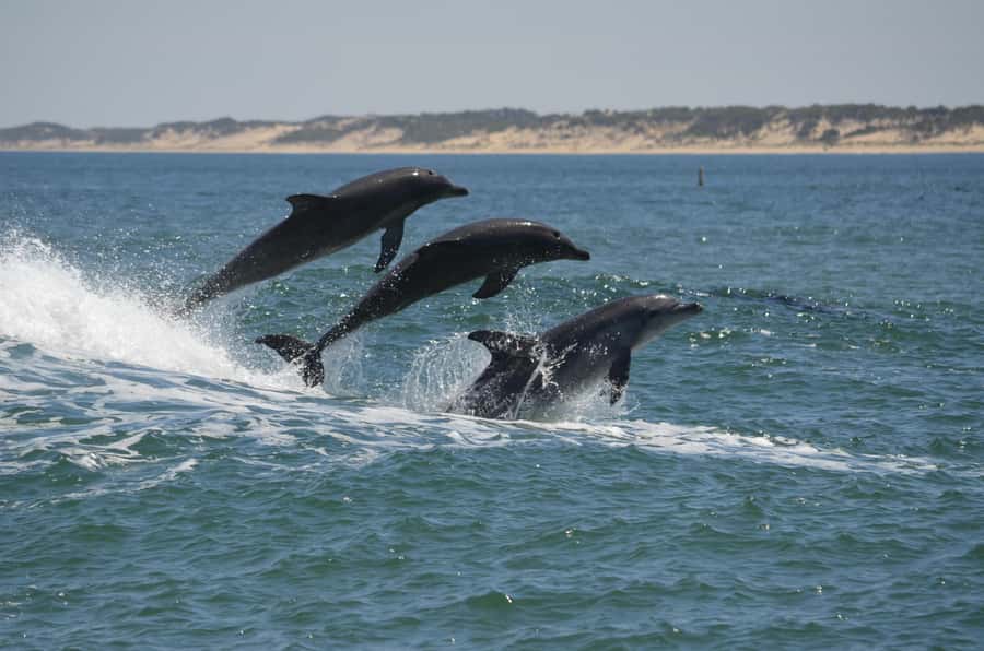 Koombana Bay: Dolphin Eco Cruise - The Boat Design That Keeps You Dry and Still Close