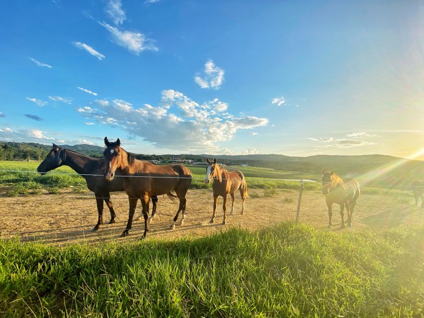 Kuranda: 60 minute Guided Horse Trail Ride & Petting Farm - FAQ