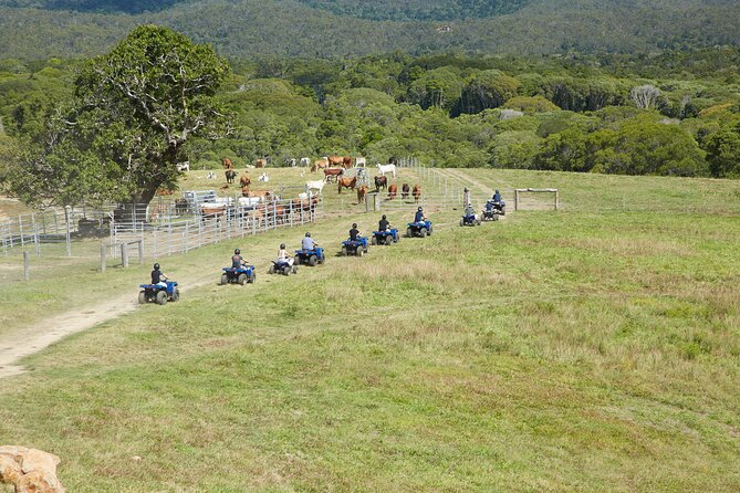 Kuranda 60 minute Quad Bike Experience and Petting Farm - Spotting cattle on a working farm without the pressure
